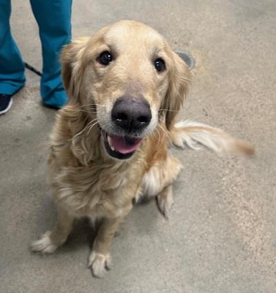 Cadence #24193: Female Dog
