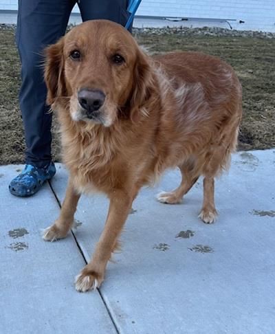 Dug #25025: Male Dog