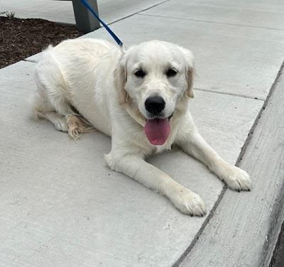 Luna #25049: Female Dog