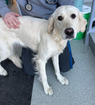 Macy #25026 : Female Dog
