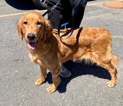 Maggie #22143: Female Dog