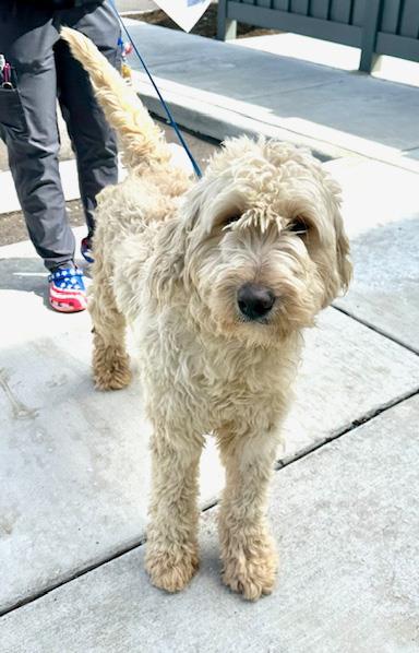 Mandy #25028: Female Dog