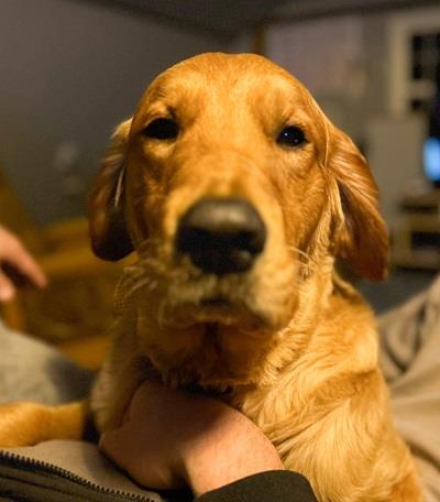Rusty #25033: Male Dog