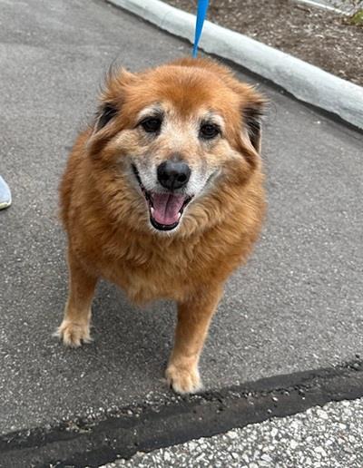 Sassy #25047: Female Dog