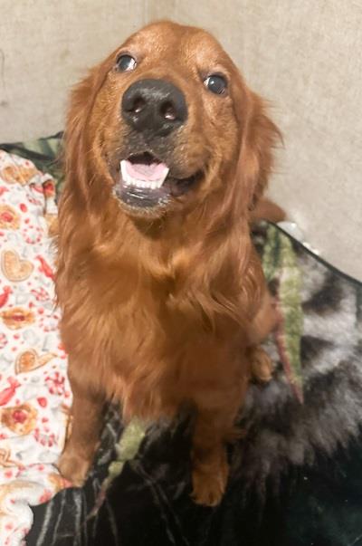 Tucker #25039: Male Dog