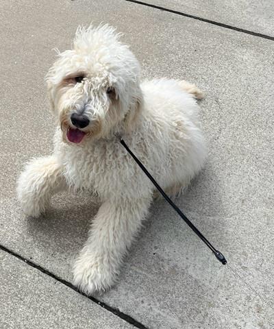 Milo